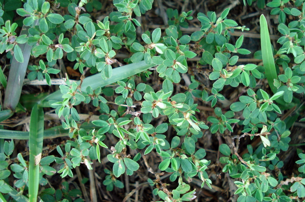 annual lespedezajpg